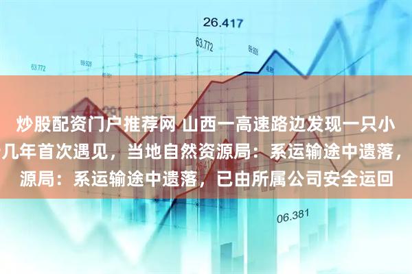 炒股配资门户推荐网 山西一高速路边发现一只小狮子，有民警称干了十几年首次遇见，当地自然资源局：系运输途中遗落，已由所属公司安全运回